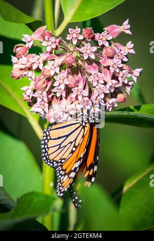 While exploring a Door County Land Trust area near me in central Door County Wisconsin I came across this Monarch butterfly taking a break on milkweed Stock Photo