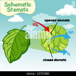 Diagram showing schematic stomata Stock Vector