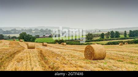 A lovely sweeping rural image of farmland using the Combine Harvester's tracks, a straw coloured cut field with round bales awaiting collection. Stock Photo