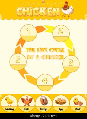 Diagram showing life cycle of Chicken Stock Vector