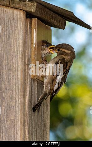 Female House Sparrow (Passer domesticus)  feeding young in nest box Stock Photo