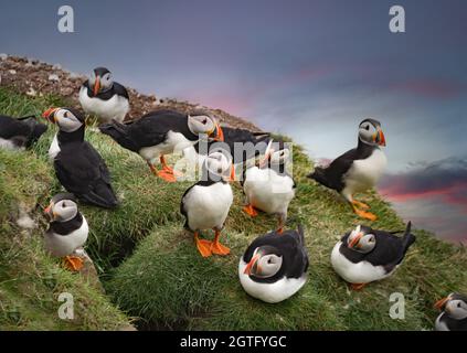 Huge colonies of Atlantic puffins breeding on the cliffs of the Mykines Island, Faroe Islands Stock Photo