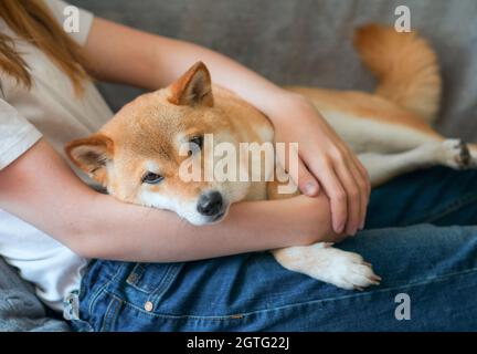 A Woman Hugs A Cute Red Dog Shiba Inu, Lying On Her Lap At Home. Close-up.