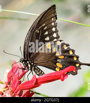 A dramatic macro sideview of a Spicebush Swallowtail (Papilio troilus) with its proboscis inserted into a bright red BeeBalm flower (Monarda didyma). Stock Photo