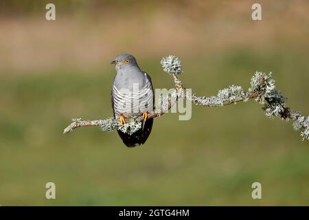 A Common Cuckoo Perched