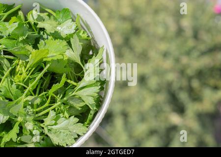 Parsley in the white plate isolated on green background top view. Copy space. Stock Photo