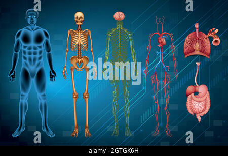 Human body systems Stock Vector