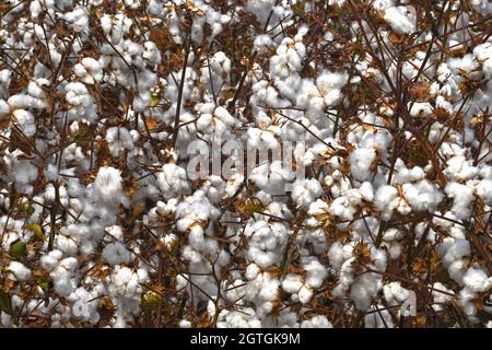Cotton field - close up landscape Stock Photo