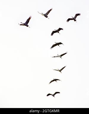 Cranes flying in formation in the evening sky Stock Photo - Alamy