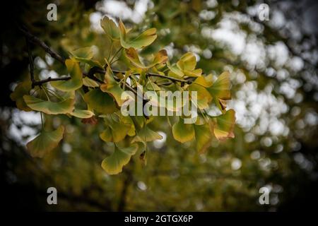 A closeup of a ginkgo branch in the autumn Stock Photo
