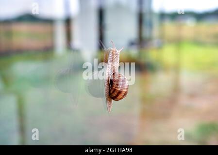 Snail climbing on the terrace window in the house, view from the yard. Stock Photo