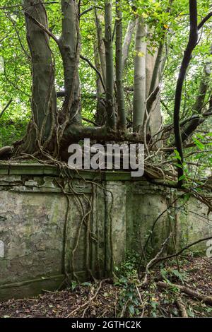 Trees growing through wall at Baron Hill ruined mansion in Beaumaris, Anglesey, North Wales UK Stock Photo