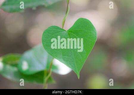 Close-up of Green leaves full of medicinal properties of Giloy growing on the vine of Giloy. most medicinal plant of Giloy photo . green leaves of Gil Stock Photo
