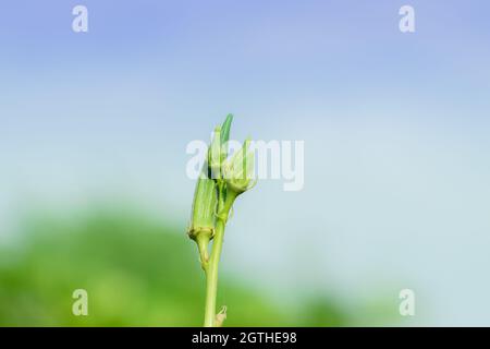 Close-up of organic Thai hybrid variety fresh green okra vegetable is planted on the ladyfinger or okra plant in okra vegetable field india with sky b Stock Photo