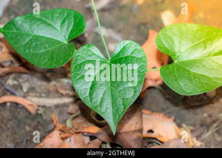 Close-up of Green leaves full of medicinal properties of Giloy growing on the vine of Giloy. most medicinal plant of Giloy photo . green leaves of Gil Stock Photo