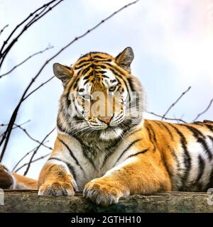 Siberian or Amur tiger resting . This endangered species of tiger is indigenous to far eastern Russia. This is a young adilt male. Stock Photo