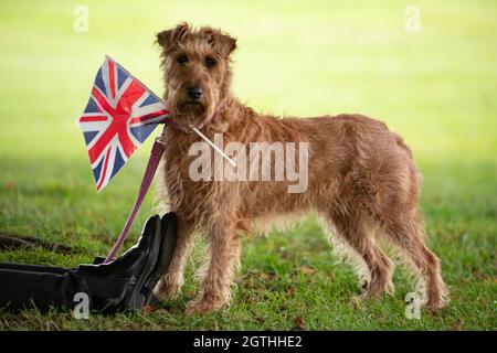 Edinburgh, Scotland, UK. 2nd Oct, 2021. PICTURED: Paddy, the Irish Terrier, who is turning 7 years old on the 4th Oct, seen holding a Union Jack Flag. Her Majesty The Queen officially opens the Scottish Parliament with a heavy police presence along with numerous security forces and the British Army standing guard. The streets were lined with well wishers some seen waving Union Jack flags and people taking pictures on their camera phones. Charles and Camilla then departed by the royal helicopter. Credit: Colin Fisher/Alamy Live News Stock Photo