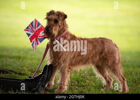 Edinburgh, Scotland, UK. 2nd Oct, 2021. PICTURED: Paddy, the Irish Terrier, who is turning 7 years old on the 4th Oct, seen holding a Union Jack Flag. Her Majesty The Queen officially opens the Scottish Parliament with a heavy police presence along with numerous security forces and the British Army standing guard. The streets were lined with well wishers some seen waving Union Jack flags and people taking pictures on their camera phones. Charles and Camilla then departed by the royal helicopter. Credit: Colin Fisher/Alamy Live News Stock Photo