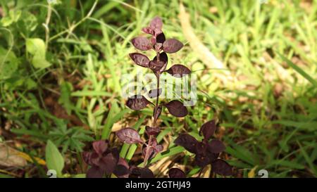 Beautiful brown plant it is very beautiful natural environment Stock Photo