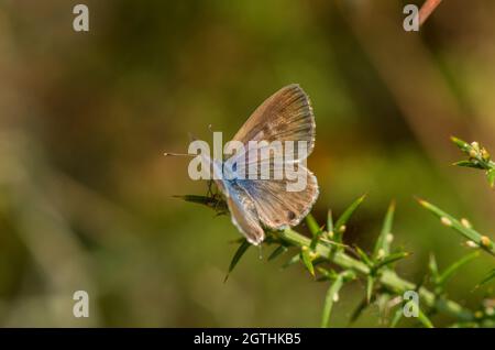 Common Zebra Blue or Lang's short-tailed blue, Leptotes pirithous., Andalusia, Spain. Stock Photo