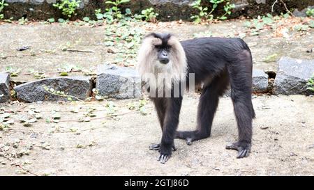 lion-tailed-macaque-black-