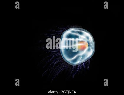 Turritopsis dohrnii jellyfish, immortal jellyfish in the ocean. (unsterbliche qualle) ベニクラゲ Stock Photo