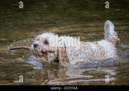Cavachon Stock Photo