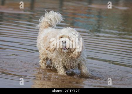 Cavachon Stock Photo
