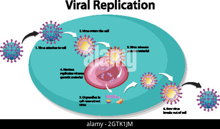 Viral Replication infographic for education Stock Vector