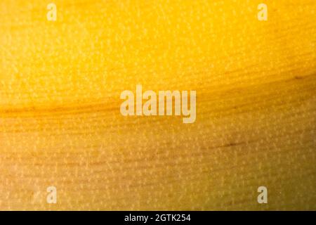 Macro Fruit: Ripe banana extreme close-up, horizontal format, black background Stock Photo