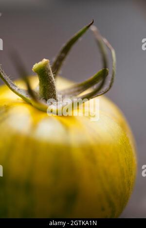 Heirloom tomato variety Tigerella originating from Greece.