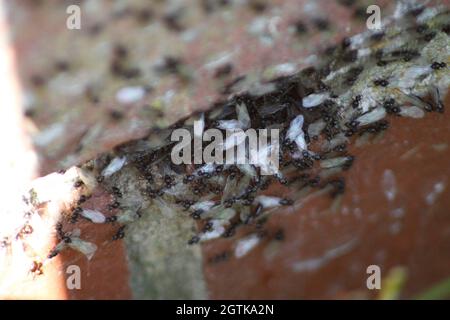 Flying Ants and Ants  (Lasius niger) Swarming Stock Photo