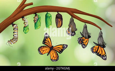 Science butterfly life cycle Stock Vector