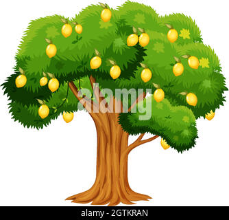 Lemon tree isolated on white background illustration Stock Vector Image ...