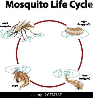 Diagram showing life cycle of mosquito Stock Vector Image & Art - Alamy