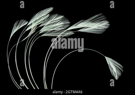 Close-up view of white chicken feathers on black background Stock Photo