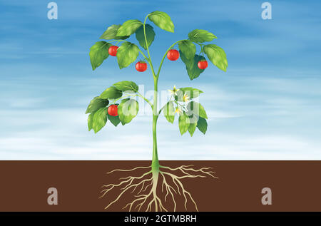 Parts of a plant Stock Vector
