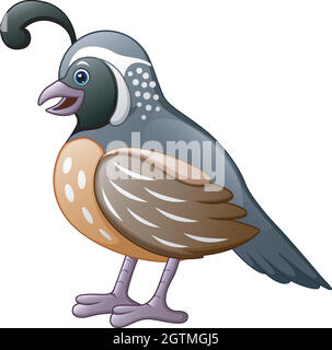 Cute quail bird cartoon isolated on white background Stock Vector