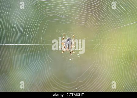 European garden spider (Araneus diadematus) on it's web. The species is also known as diadem spider, orangie, cross spider and crowned orb weaver Stock Photo