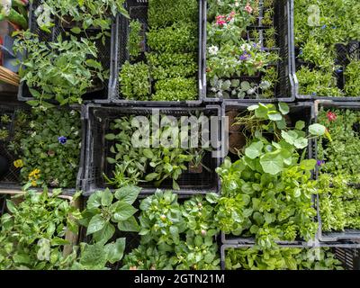 Various Green Seedlings In Plastic Boxes, Top View