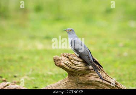 A Common Cuckoo Perched On A Log
