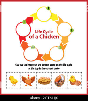 Diagram showing life cycle of Chicken Stock Vector