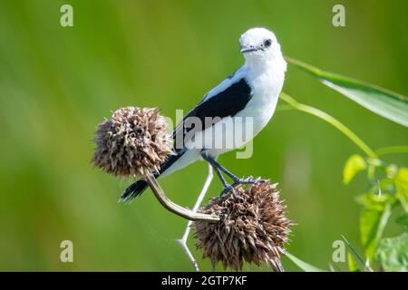 A Pied Water Tyrant perching on a dried plant with a green foliage and sunlight shining on him. Stock Photo