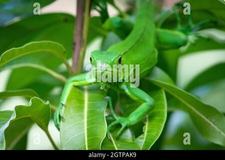 A close up of an Iguana in a mango tree in a garden on the Caribbean island of Trinidad, West Indies Stock Photo