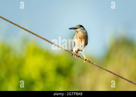 A Striated Heron (Butorides striata) perching on a wire with a field blurred in the background. Stock Photo
