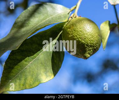 Green lemon hanging from a lemon tree, closeup view, blue sky background. Unripe sour fruit growing on the branch, fresh healthy food full of vitamins Stock Photo