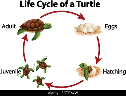 Diagram showing life cycle of sea turtle Stock Vector