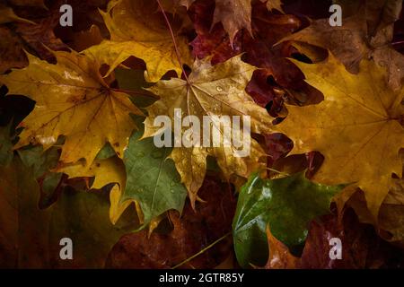 Colorful Autumn leaves with rain drops on them. Stock Photo