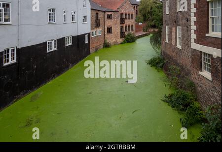 Editorial York, UK - September 28th, 2021: The river Foss in the centre of the city of York, covered in a green duckweed Stock Photo