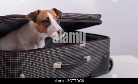 doggy suitcase